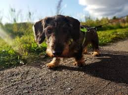 The dachshund was bred in germany hundreds of years ago to hunt badgers. Dachshund Temperament Personality Canna Pet