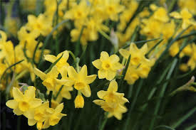 Narcissus Sabrosa Mid Mini Jonquil Narcissus Daffodils Jonquil