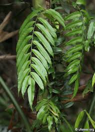 Image result for Stenochlaena