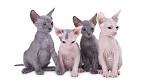 List of Cat Breeds | Petfinder