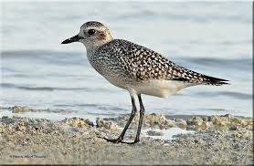 Grey Plover Pluvialis Squatarola Grys Strandkiewiet Plover Beautiful Birds Sea Birds