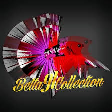 This place takes over a good six miles of land underground. Darwin Betta On Twitter Betta Fish Status Available Type Plakad Line Hellboy Base Color Red Base Color Type Bald Sex Male Age 5 Month Size M Price Idr 350 000 Usd 45