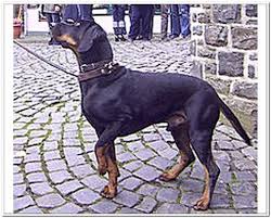 Black And Tan Coonhound Puppies For Sale In Virginia Black And Tan Virginia Foxhound The Fox And The Hound Every Dog Breed Hound Puppies