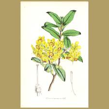 Image result for Ochna atropurpurea