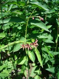 Image result for Vincetoxicum tenuipedunculatum