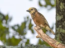 Image result for Basananthe pedata