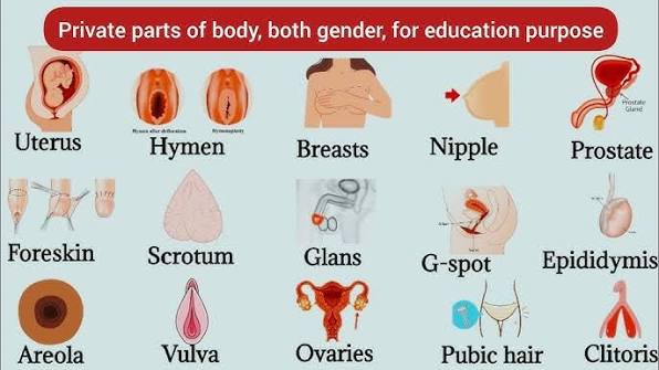 Private Parts Of Body | Parts Of Body | Internal Body Parts#bodyparts