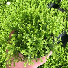 Image result for Gnidia kraussiana