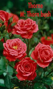 English Origin Meaning Thorn Bush Similar Name Is Thorn Rose Bush Rose Flowers