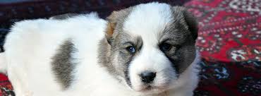 Zeki, yüksek derecede öz güvenli, dengeli ve aynı zamanda özgürlüğüne düşkün olan cesur. Turkmen Alabay Is National Heritage Faithful Friend And Indispensable Assistant Tokyo Japan Embassy Of Turkmenistan