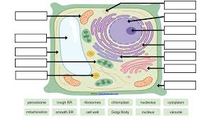 This guide contains general technical information for working with animal cells in culture, including media, subculturing read descriptions, formulations, and labels carefully to ensure that the appropriate medium is used or. Cell Labeling Remote