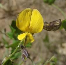 Image result for Rhynchosia caribaea