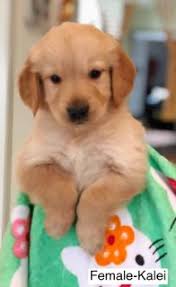 Golden retriever puppies colorado craigslist. Pitbull Puppies For Sale In Houston Tx Craigslist