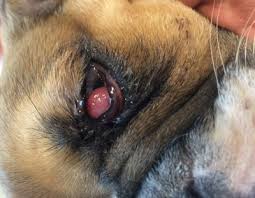 When to ask a vet about red eyes Why Are My French Bulldog S Eyes Red Petskb