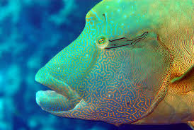 Mastytoon 949 views10 year ago. Grosser Napoleon Fisch Sudliches Rotes Meer Foto Bild Unterwasser Uw Salzwasser Natur Kreativ Bilder Auf Fotocommunity