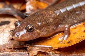 Image result for Macrotyloma rupestre × densiflo