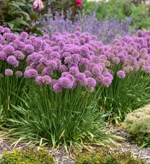 Image result for Chlorophytum amplexicaule