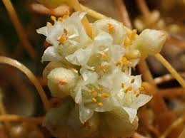 Image result for Cuscuta australis