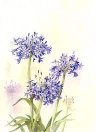 Agapanthus Watercolour Floral Art Watercolor Art Flower Art
