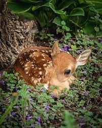 Cute Baby Deer Photograph Spotted Fawn Photo Baby Animals Wildlife Image Nursery Kids Room Adorable Wild Animals Minnesota Scenes Baby Wild Animals Cute Wild Animals Animals Wild