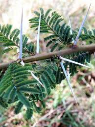 Image result for Acacia abyssinica