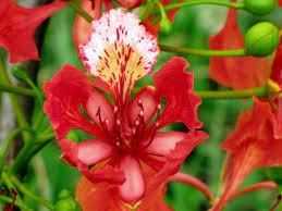 Delonix Regia Delonix Regia Flowers Plants