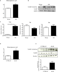 Maybe you would like to learn more about one of these? Frontiers O Glcnacylation Links Txnip To Inflammasome Activation In Pancreatic B Cells Endocrinology