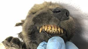 They first appeared in north america in the middle eocene (around 45 mya), spread to europe by the late eocene (35 mya), and appear in asia, and africa by the early miocene (23 mya). Dog Or Wolf Prehistoric Puppy Discovered In Russia Might Be Missing Link The Moscow Times