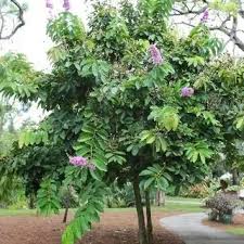 Image result for Lagerstroemia speciosa