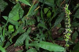 Image result for Oplismenus undulatifolius