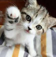 Kucing memang sejak awal sudah merupakan makhluk hidup yang imut. Kucing Imut Home Facebook