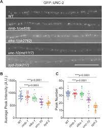 Unc 2 Cav2 Channel Localization At Presynaptic Active Zones Depends On Unc 10 Rim And Syd 2 Liprin A In Caenorhabditis Elegans Biorxiv