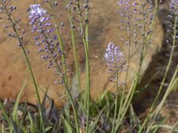 Image result for Cyathula natalensis