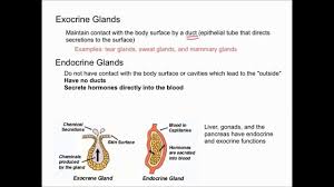 Endocrine Vs Exocrine Glands Exocrine Gland Endocrine