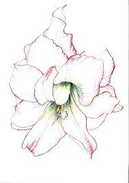 Amaryllis Coloured Pencil Drawing By Elena Timtschenko A3 Pencil Drawings Drawings Flower Drawing