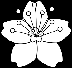 Floral with cherry blossoms in full bloom on a pink. Download Hd Cherry Blossom Line Art Flower Cartoon Images Black And White Transparent Png Image Nicepng Com