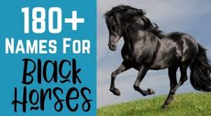 301 western horse names for mares and geldings male and female black horse names horse names horses
