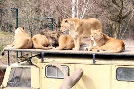 Vakantiepark beekse bergen ⭐ , netherlands, hilvarenbeek, beekse bergen 1: Lowen Auf Einem Alten Lkw Ruht Safaripark Beekse Bergen Niederlande Lizenzfreie Fotos Bilder Und Stock Fotografie Image 54592026
