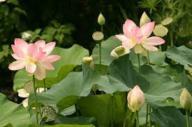 Fertilizers come in different forms. Lotus Flowers History Meaning Properties Growth Care