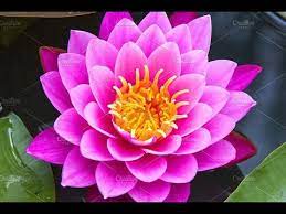 Tanaman ini sering disamakan dengan bunga tertatai meskipun keduanya berbeda dan tidak berkerabat sama sekali. Bunga Lotus Teratai Seroja Beautiful Nelumbo Nucifera Flowers Hd Youtube