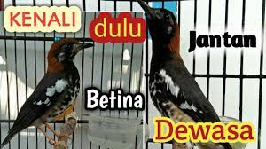 Anis Kembang Jantan New Youtube