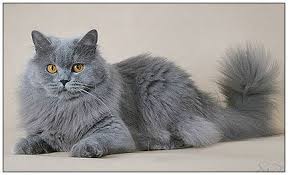 British Longhair Cats Blh Highlander Britanica Lowlander Colour Cattery Mysticat House British Shorthair Cats Cats All Cat Breeds