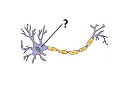 Pogil biology neuron structure answers itsvga de. Ap Bio Neuron Pogil Flashcards Quizlet