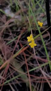 Image result for Utricularia subulata