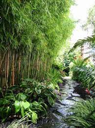 Bamboo in the garden offers a privacy screen fast growing evergreen with leaves, stems or soft sticks. Summer Backyard Ideas That Will Enliven Your Family Time Elonahome Com Bamboo Garden Backyard Home Garden Design