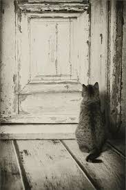Pin By Elif Kanoglu On Pencere Kedileri In 2020 Kittens Cats Crazy Cats