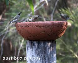 A tiny snail goes on an amazing journey by hitching a ride on the tail of a huge humpback whale. Lichen Bushboys World