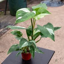 Image result for Filodendron Philodendron
