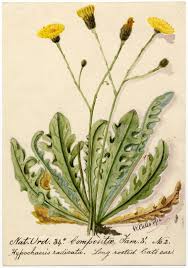 Image result for Hypochaeris