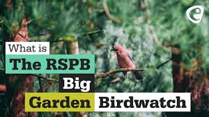 The big garden birdwatch is basically an annual census of birds across the uk. What Is The Rspb Big Garden Bird Watch Youtube